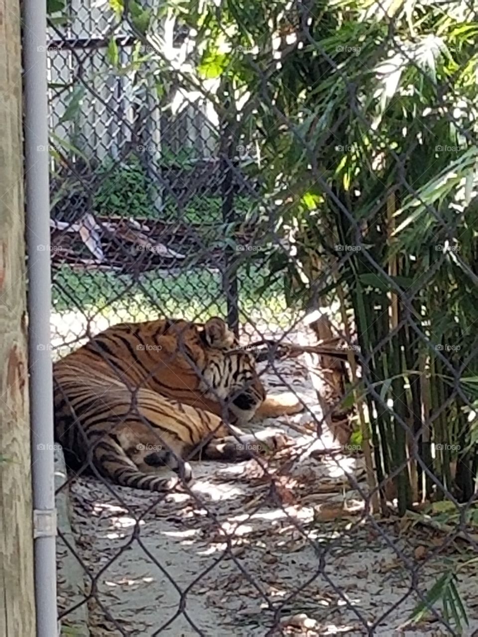 Beautiful tiger enjoying a nap
