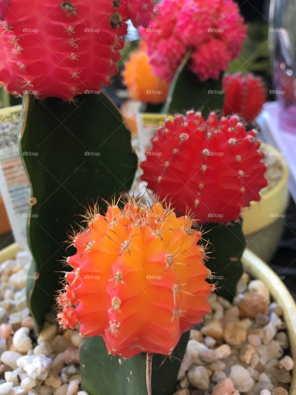 Colorful cacti