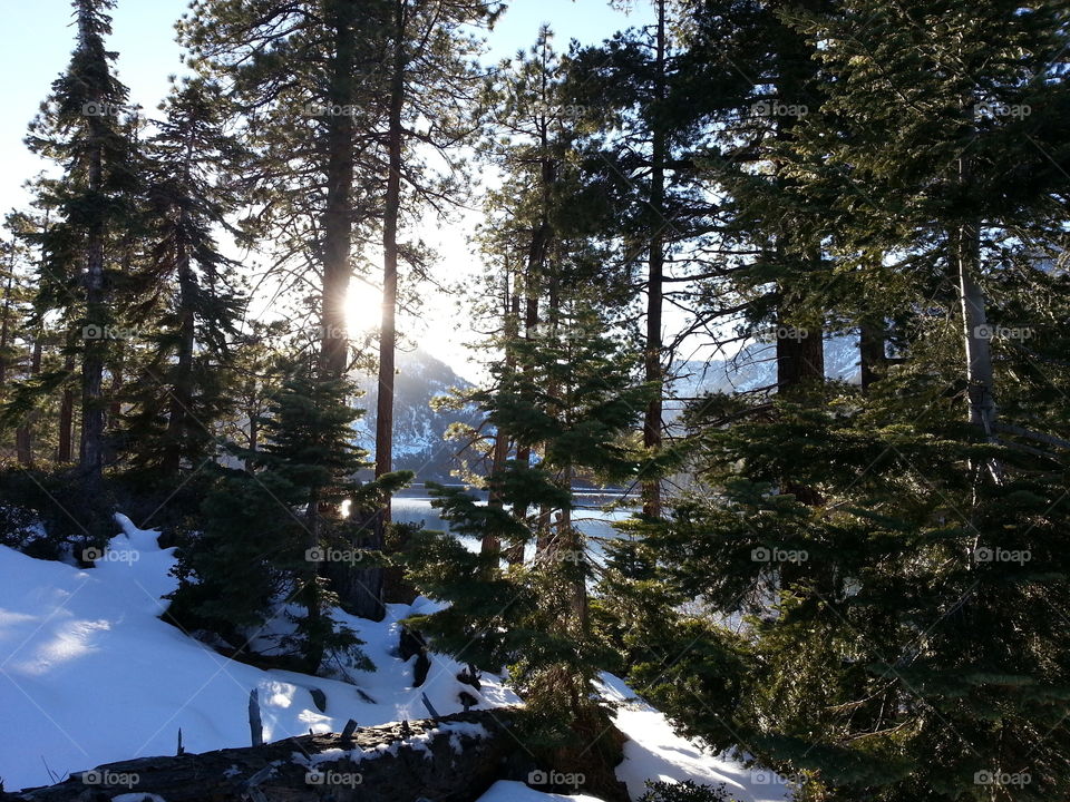 View of forest at lake tahoe in winter