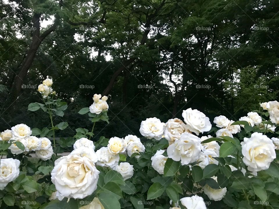 An evening in Lazienki Krolewskie Park in Warsaw. Among rose bushes 