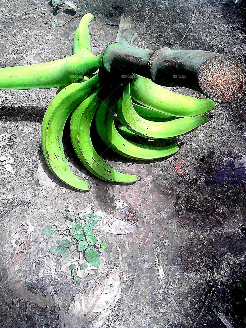 double couched  African plantains