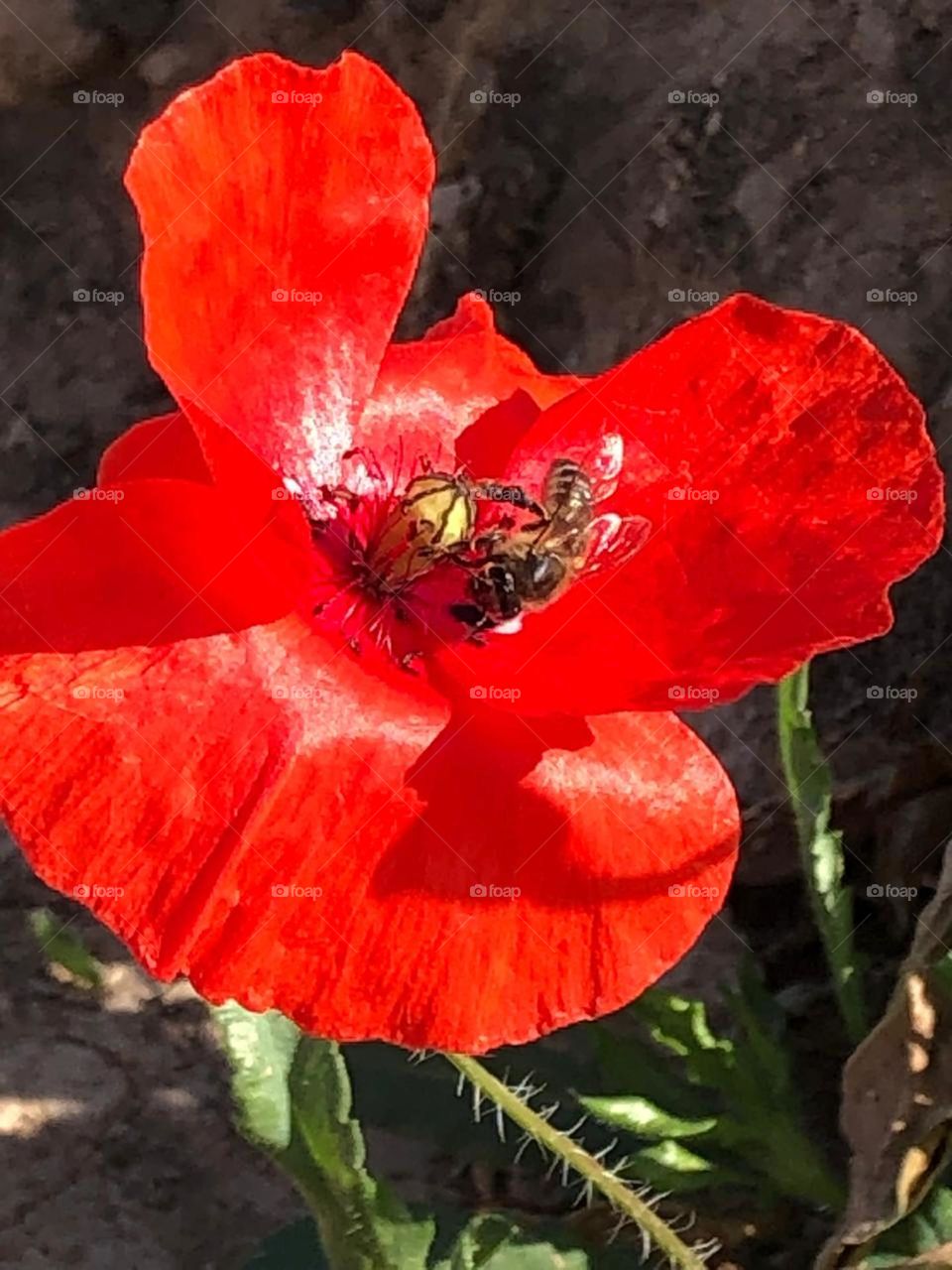 beautiful bee on red Rose