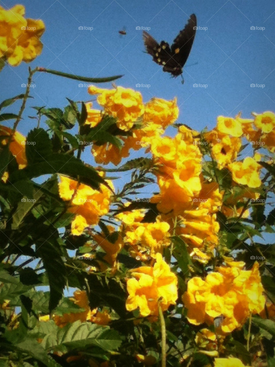 spring flowers yellow butterfly by minnie_