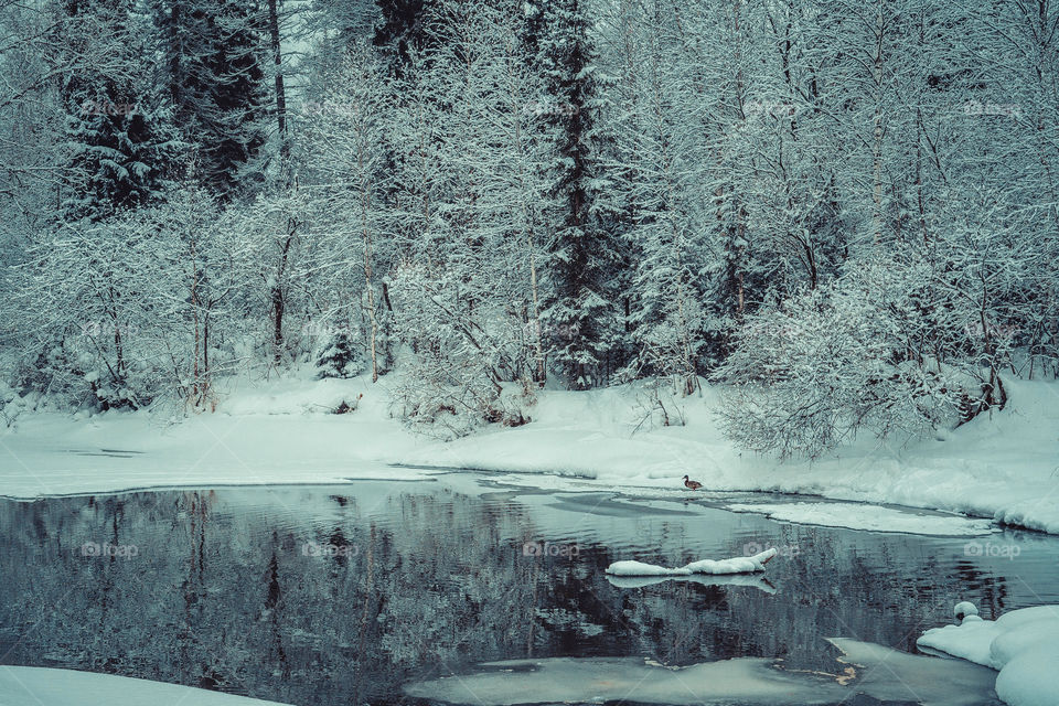 Duck in winter forest