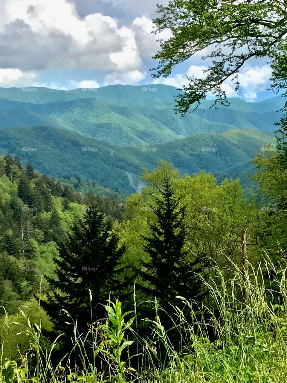 Smoky Mountain majesty 
