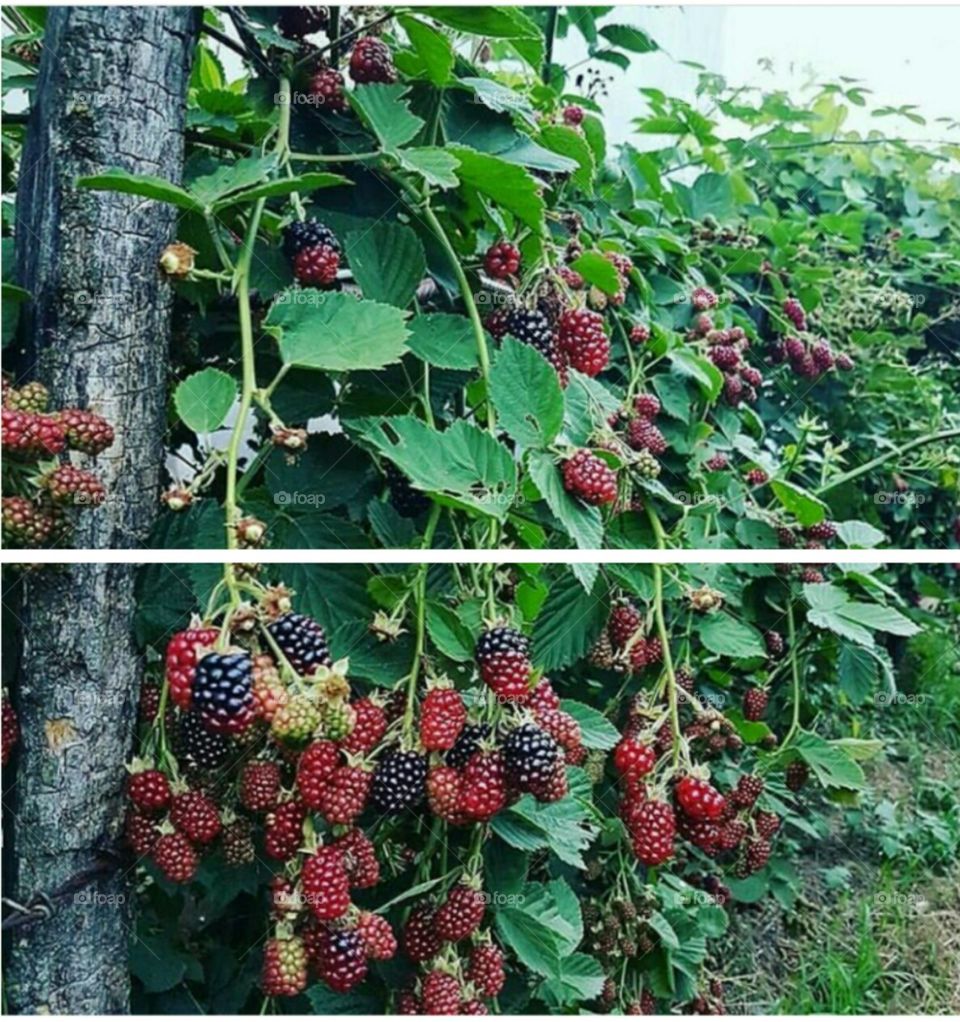 Strawberry tree
