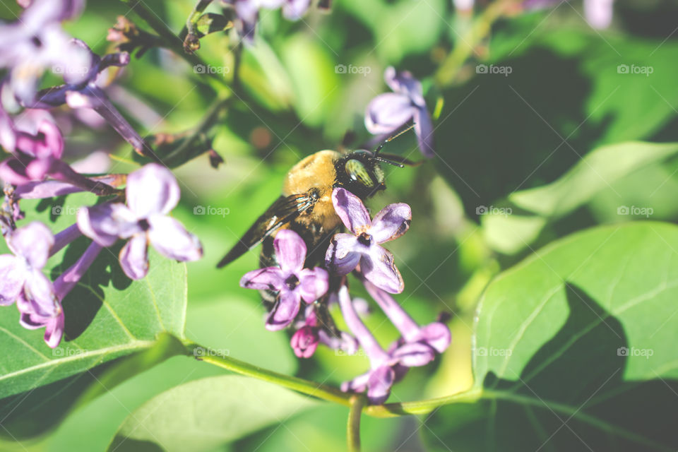 Bumble Bee on Purple Lilac Bush Bloom