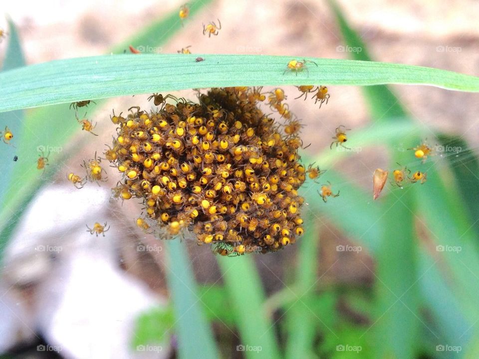 Spiders nest