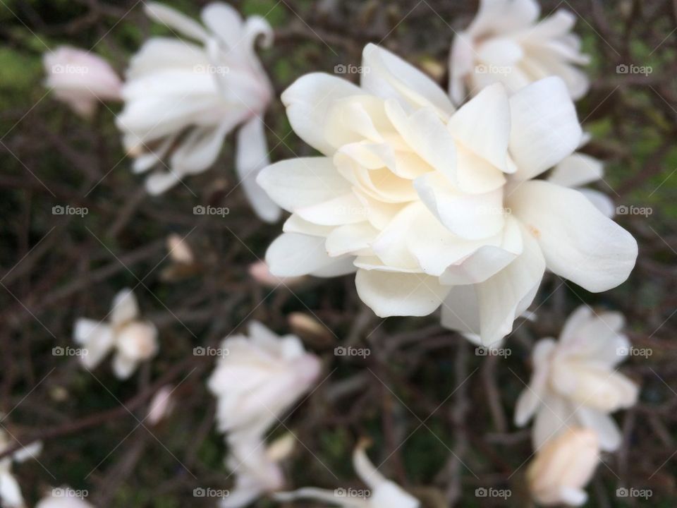 Close-up of a white flowers