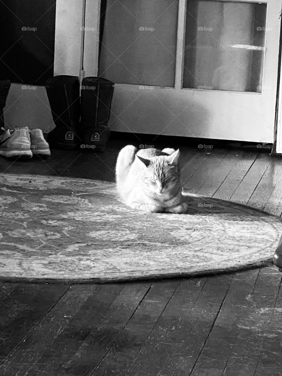 Black and white kitty cat 