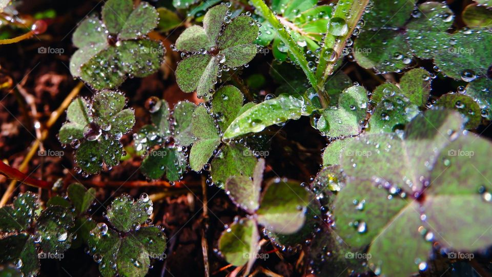 raindrops during the dry season.