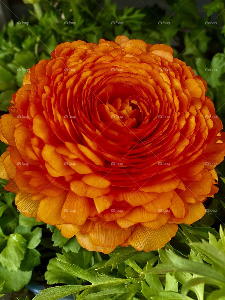 big orange flower, panorama, screen saver, nature, romantic flower