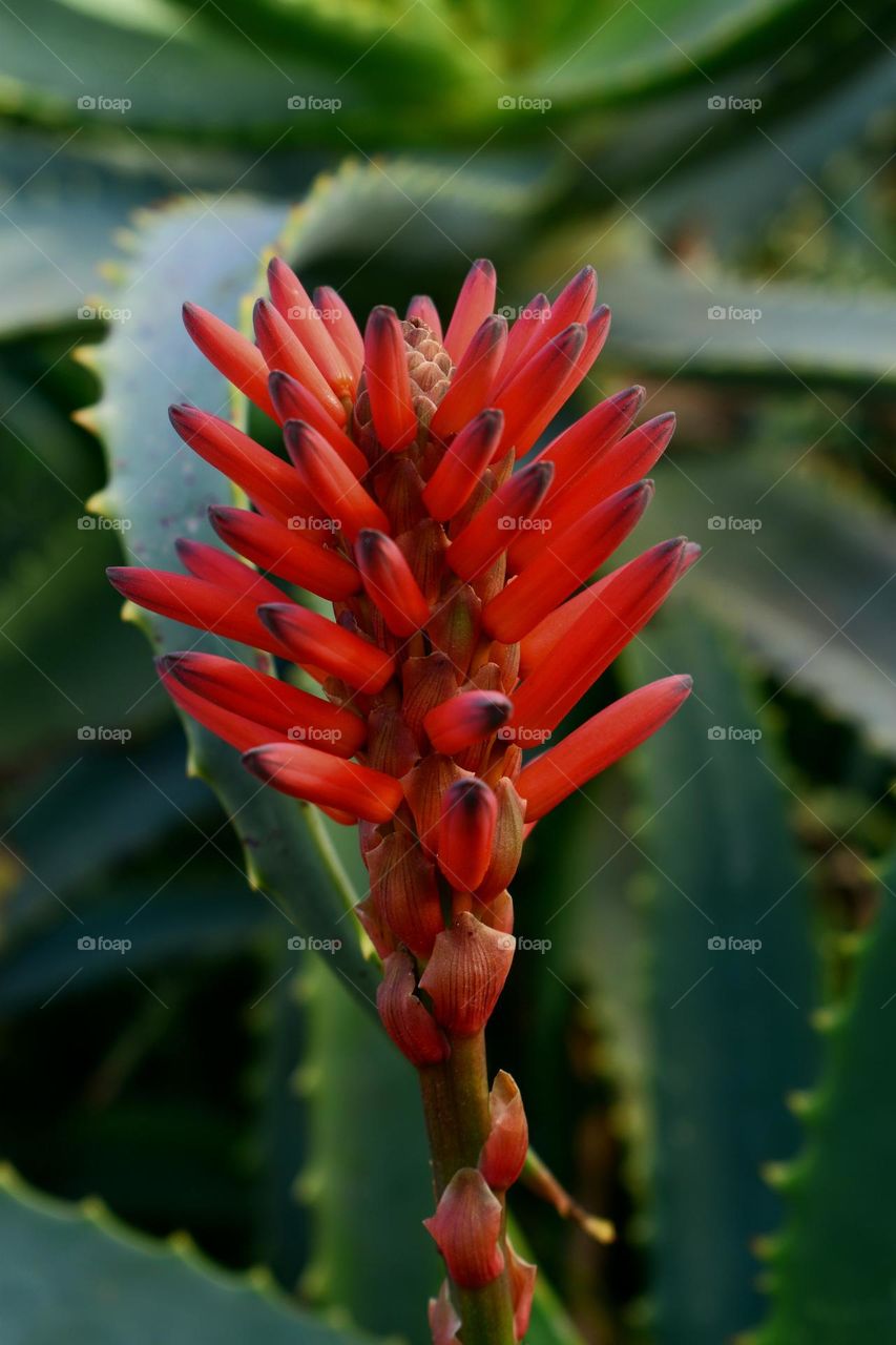 Aloe flower