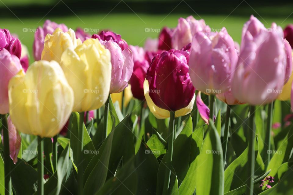 All colours of tulips 