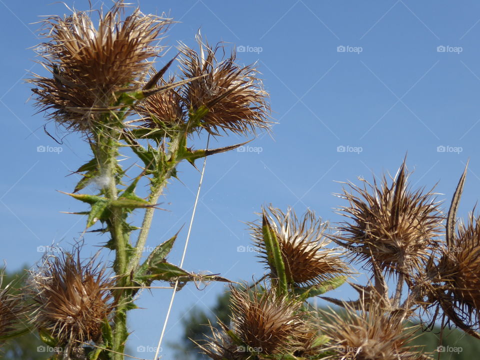 thistle 