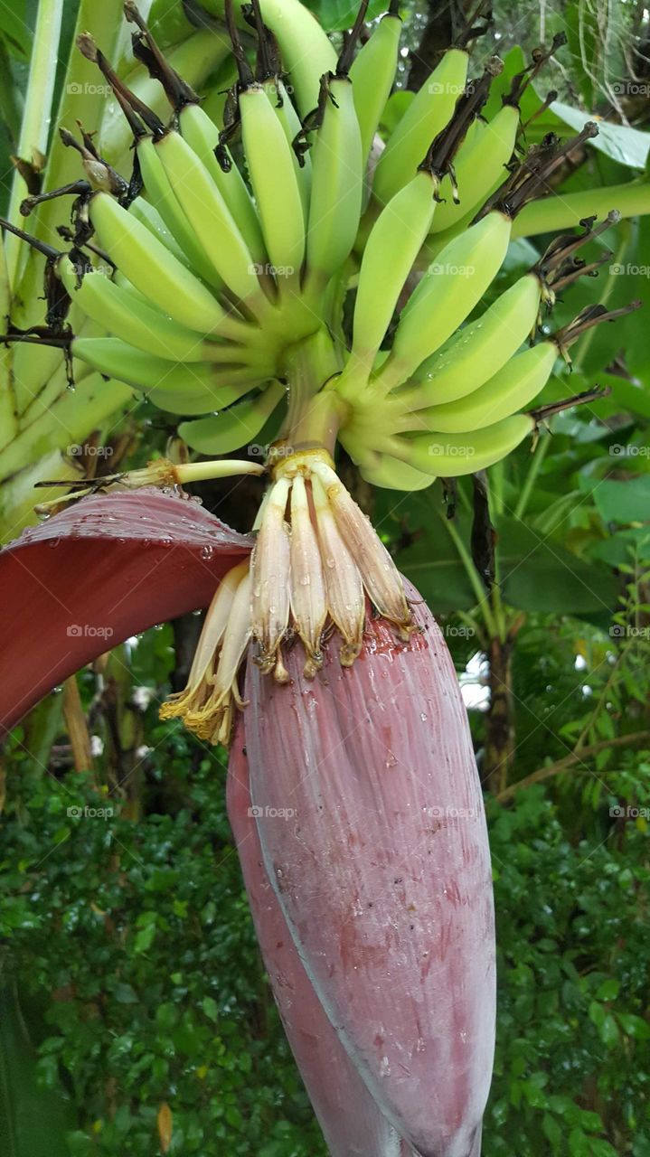 banana flower