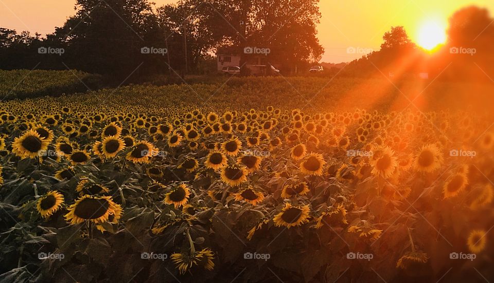 Sunset on sunflowers: summer, floral, yellow