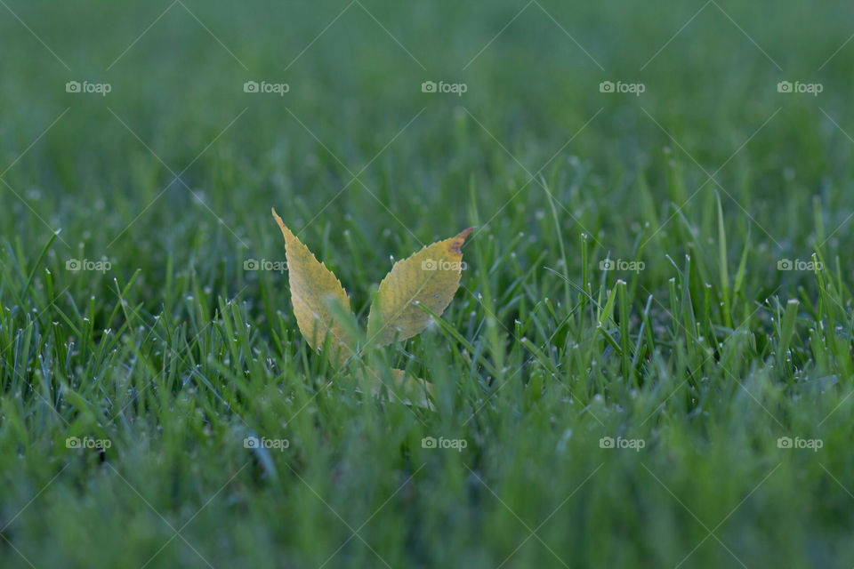 Yellow leaf in the green grass, shallow depth of field