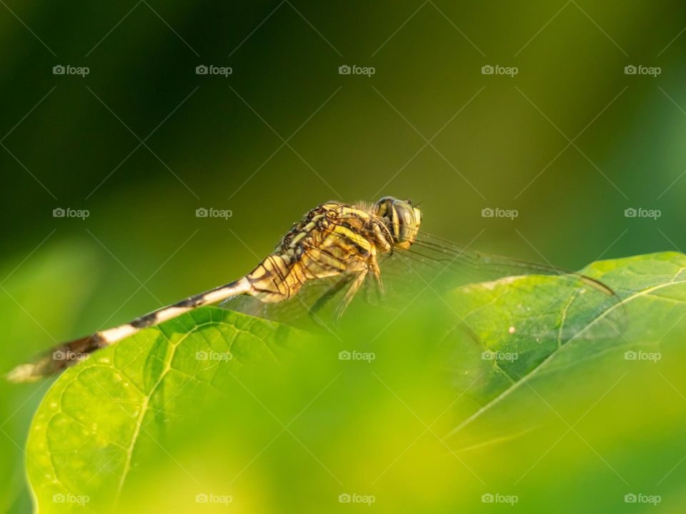 Beautiful Dragonfly