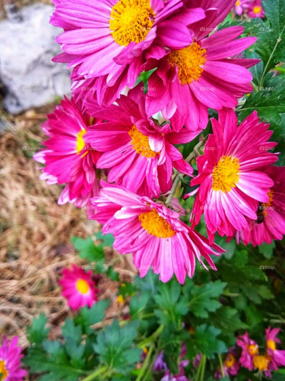 Beautiful pink  red rose