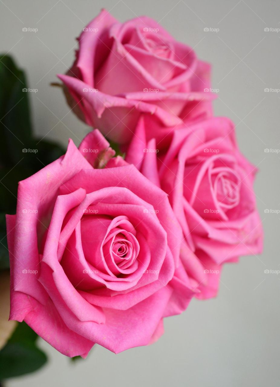 pink color roses flowers