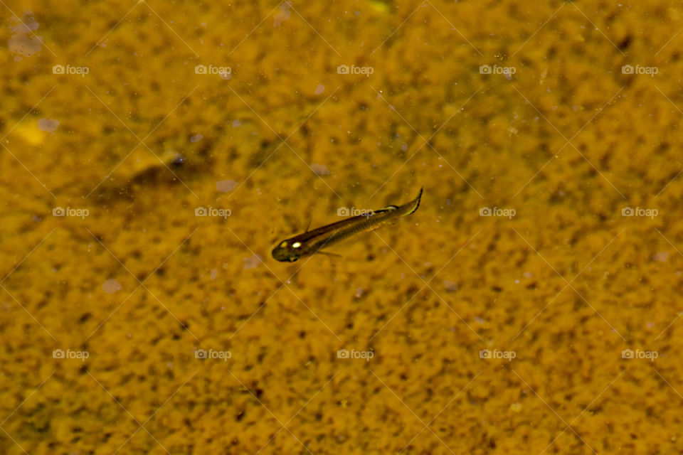 High angle view fish on water