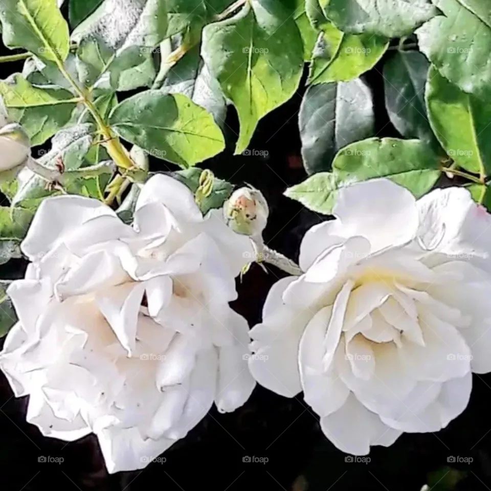 flowers