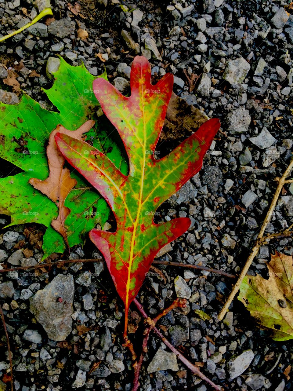 Standout leaf