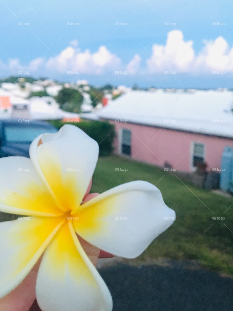 A white and yellow flower against the sunny backdrop of Bermuda in summer time