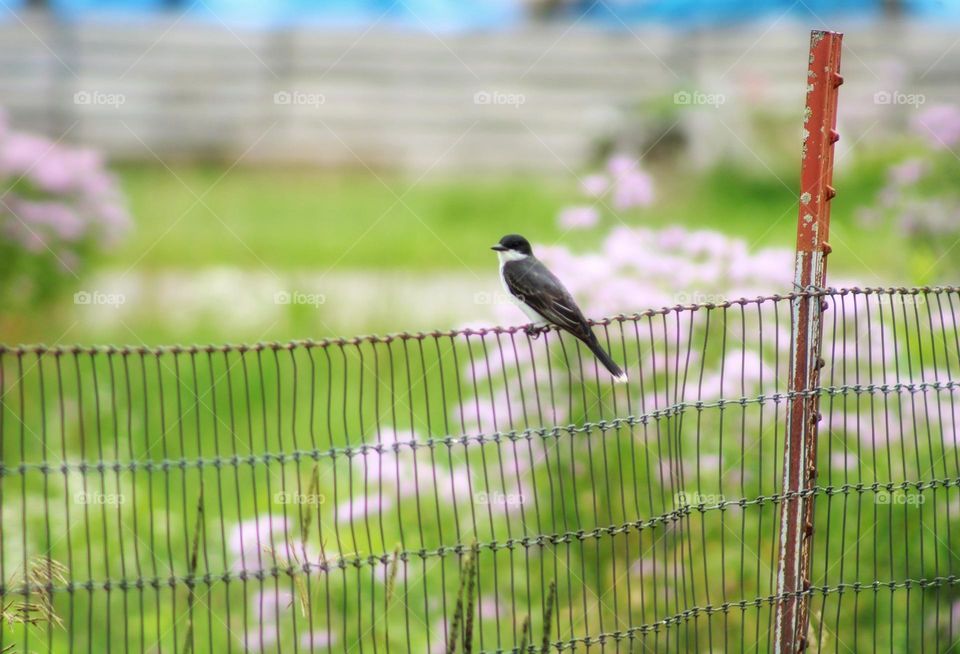 swallow bird on the fence