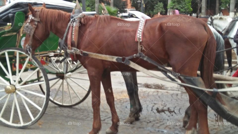 brown horse on carriage.