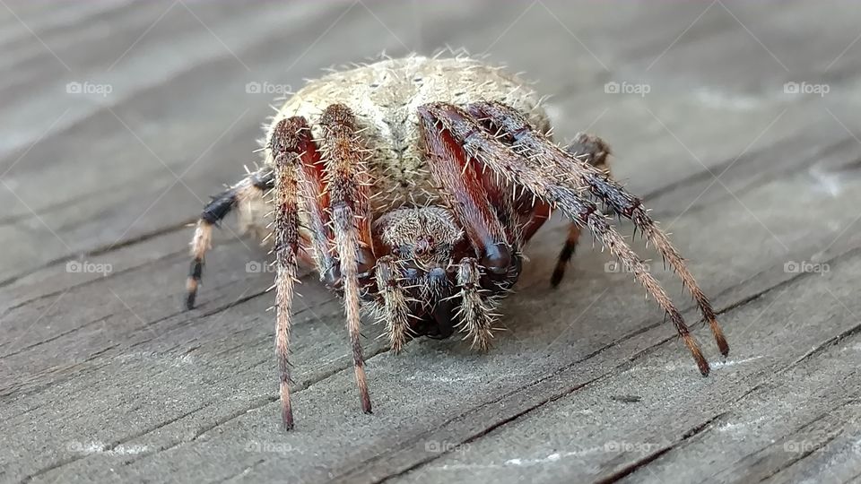 Spider, Nature, Animal, Closeup, Insect