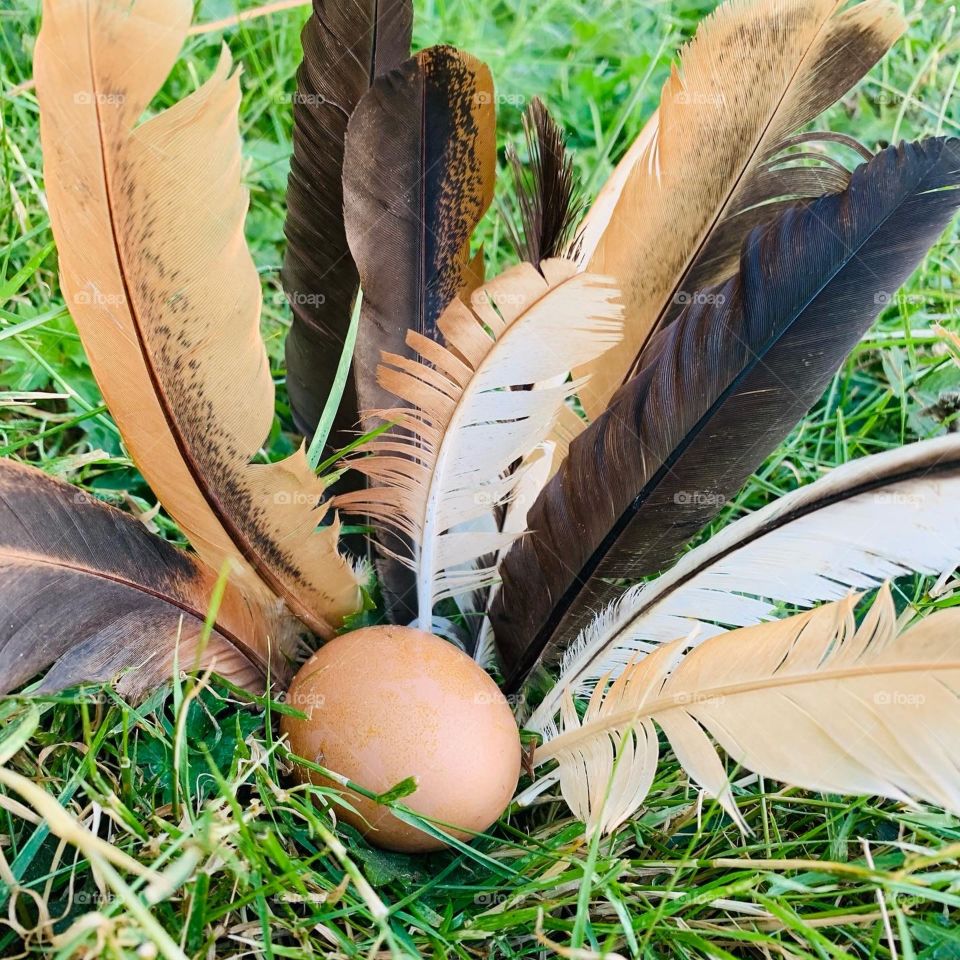 Feather and eggs
