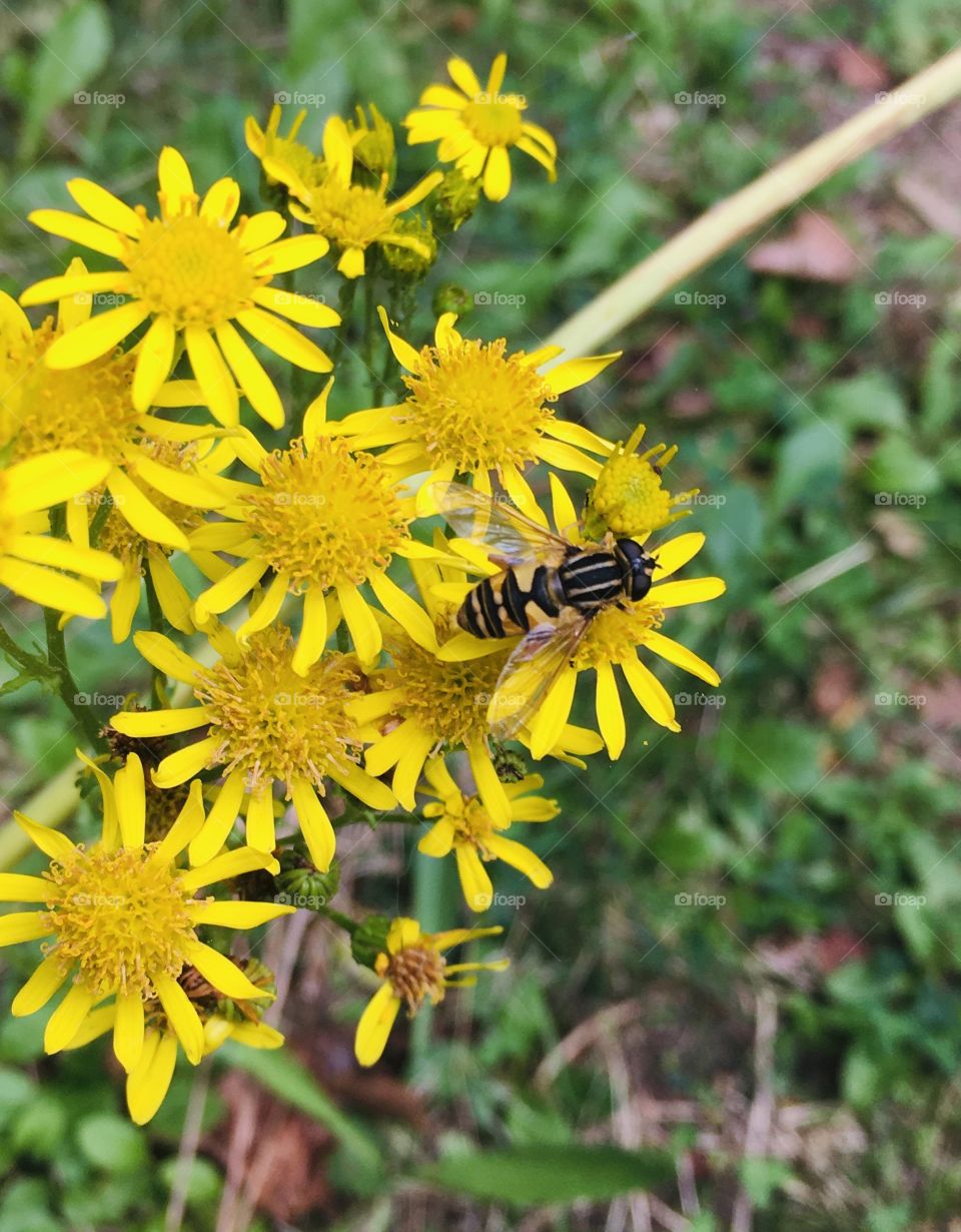 I love the symmetry across its back along with some eye popping bright and sunny yellow flowers. 