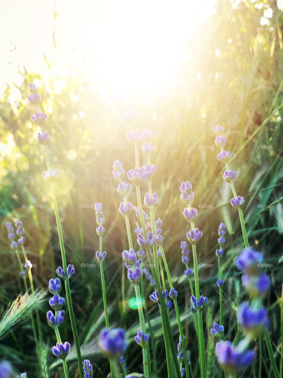 Lavenders 