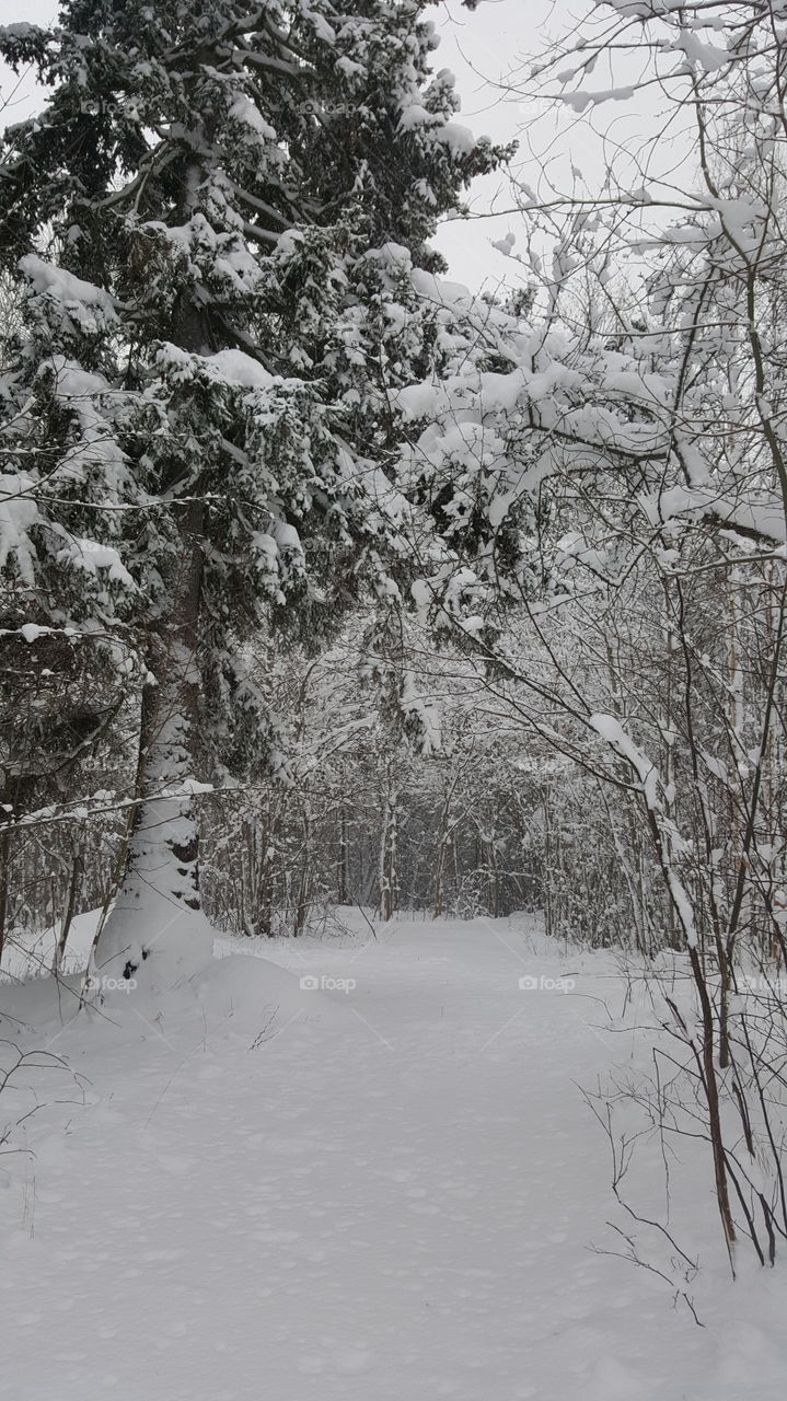 snowy forest