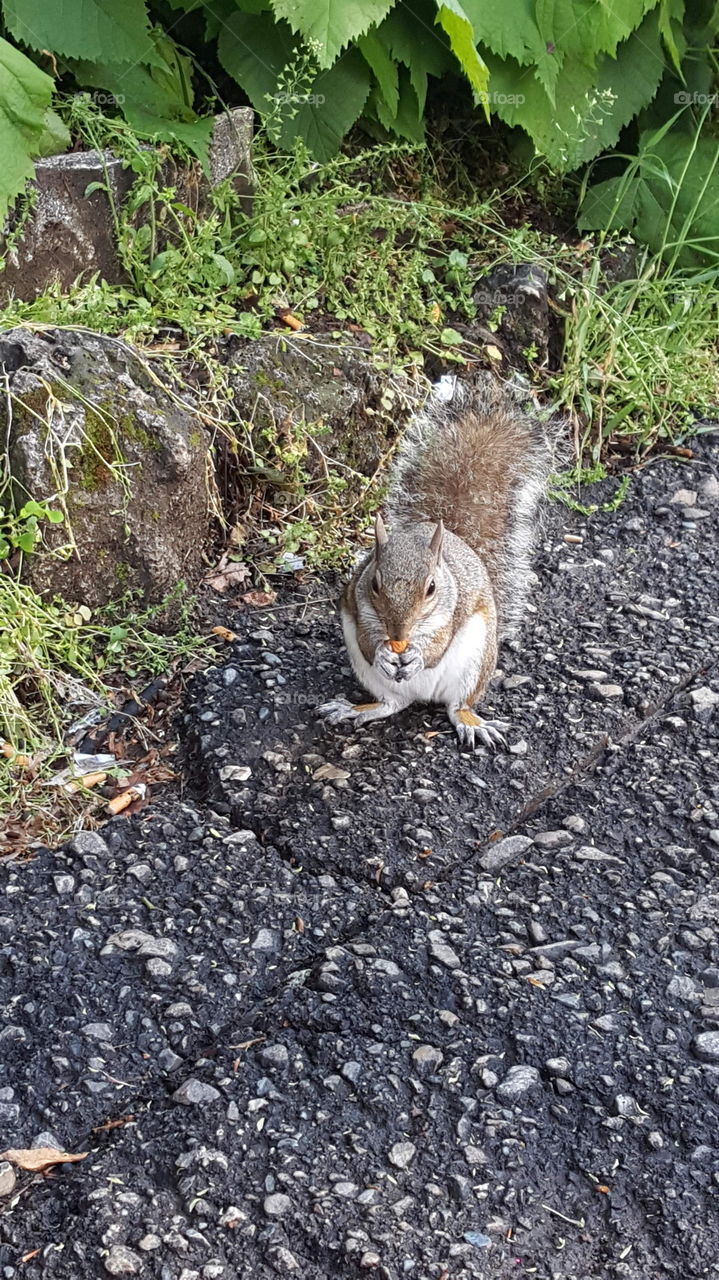 Squirrel eating almond