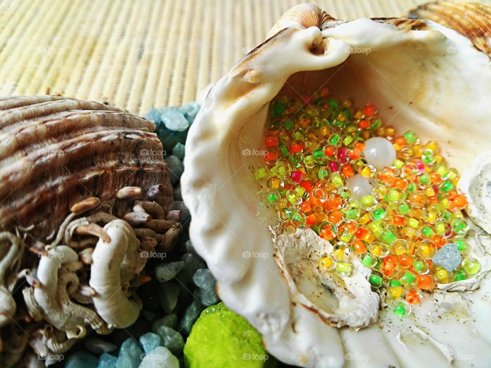 sea shells