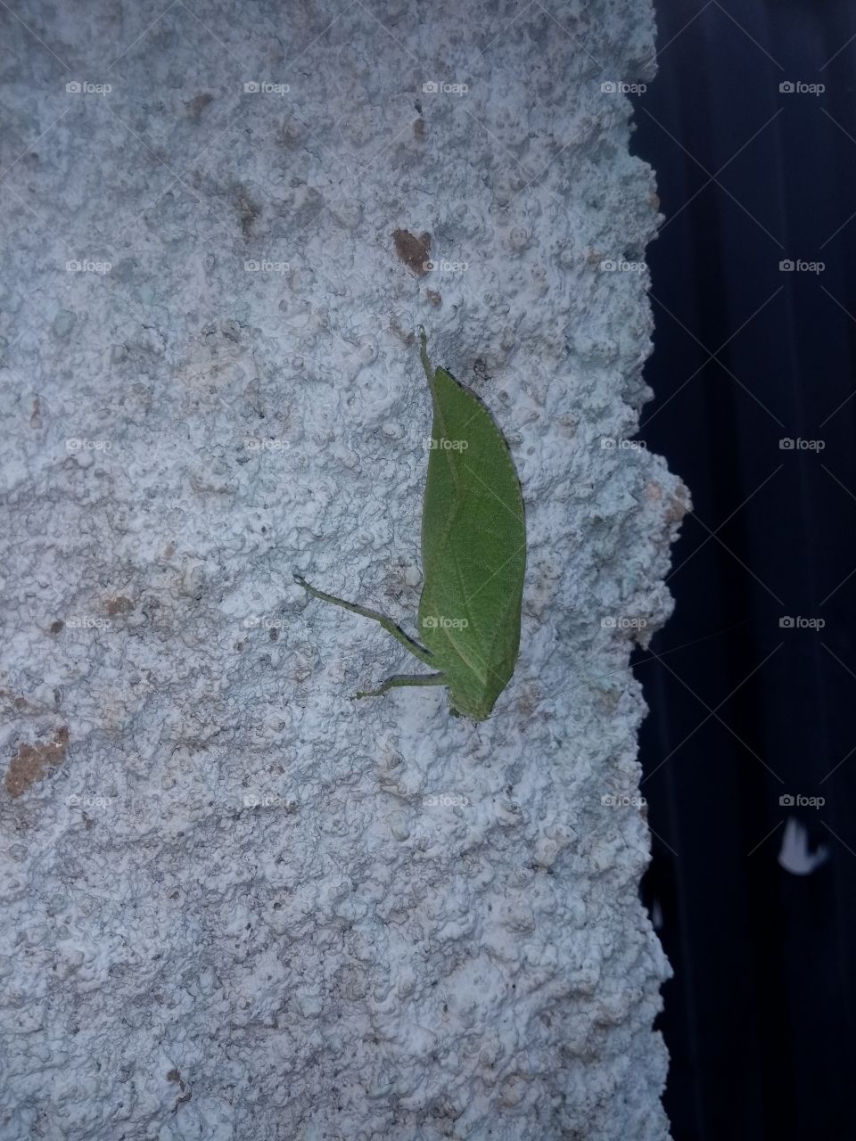leaf bug