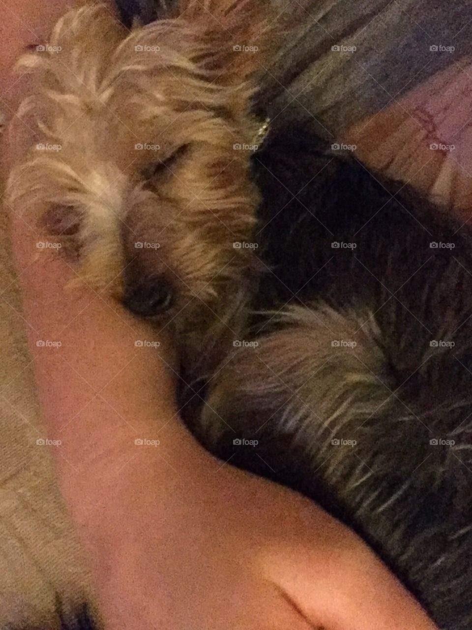 sleeping terrier puppy