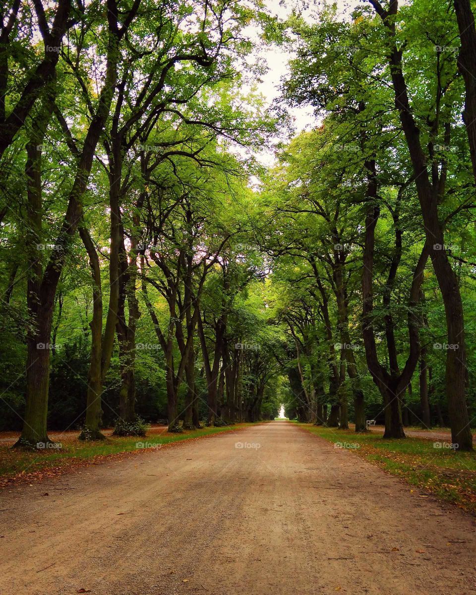 Roadway lined by linden trees. Meditatig nature view