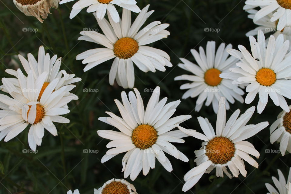 daisy flower
