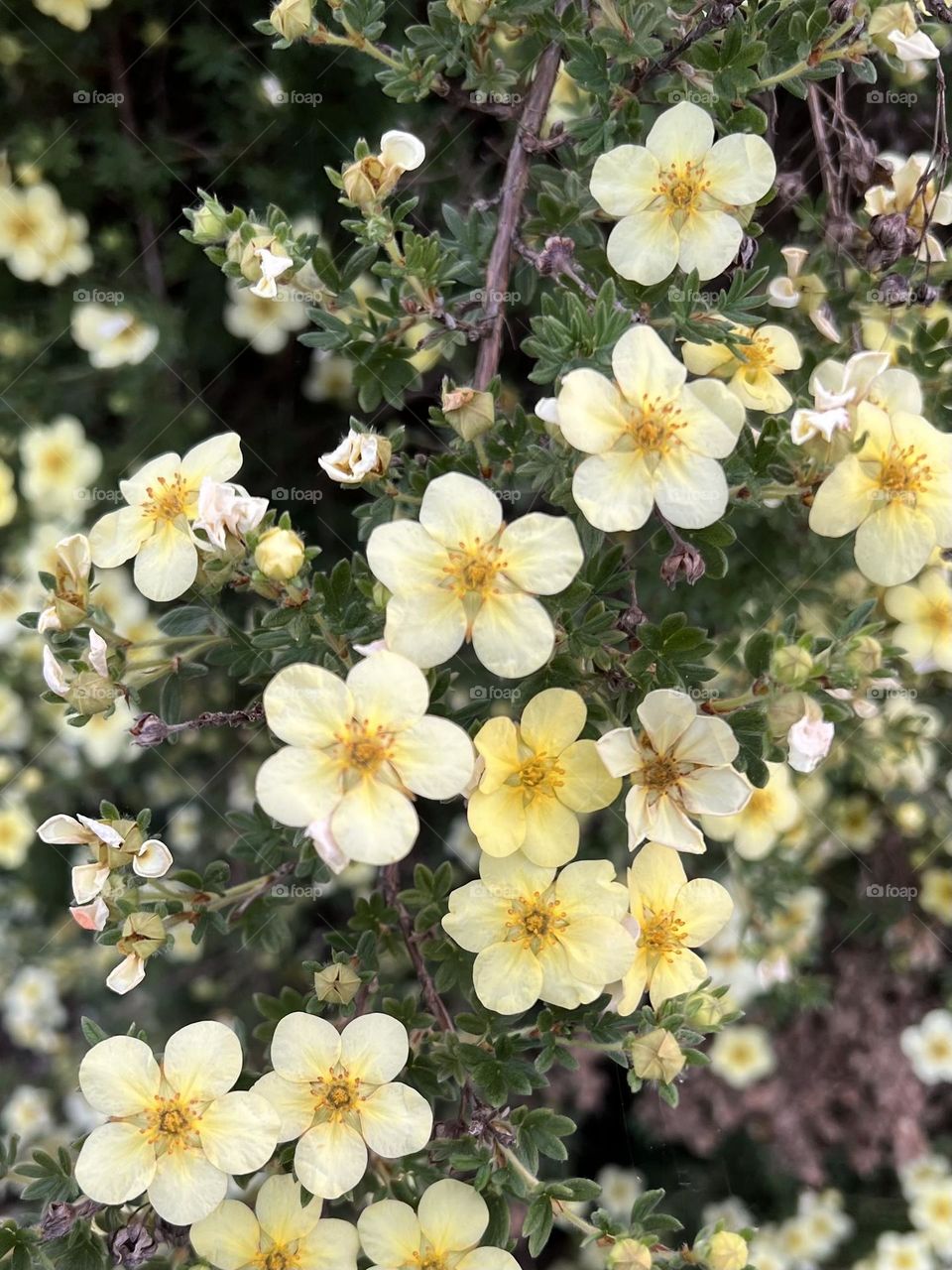 Potentilla