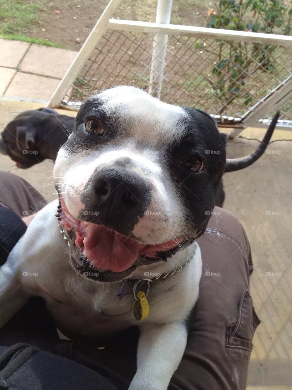 Staffies