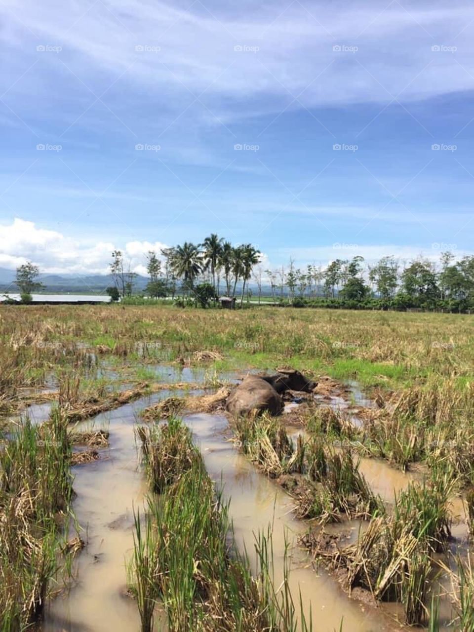 Farm field with carabao relaxing on the mud