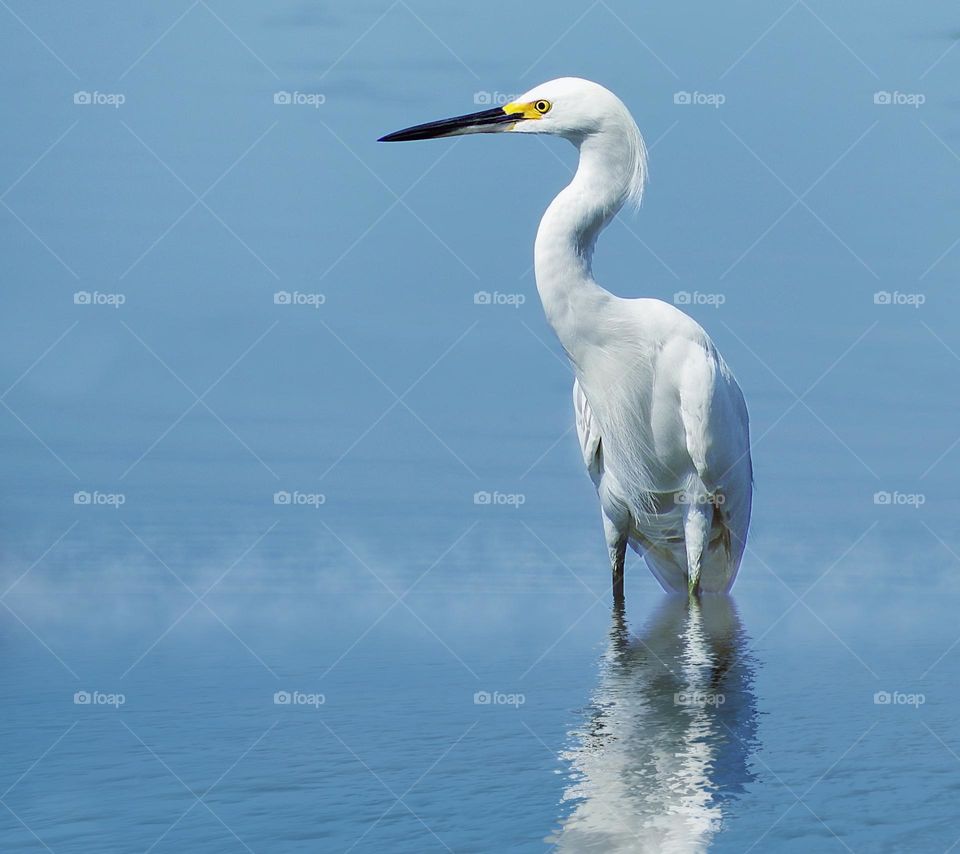 Winter white snow and icy blue tinged water attract a Great Heron.