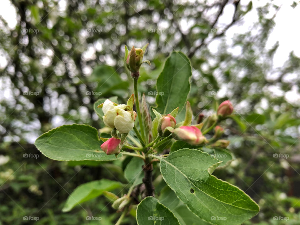apple tree flower bud