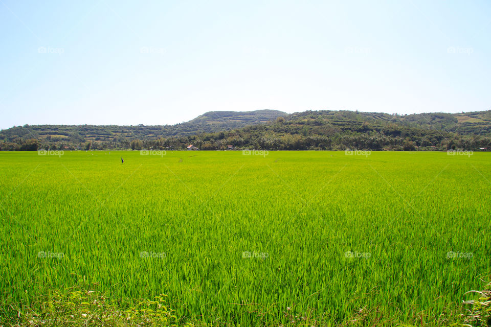 Green field