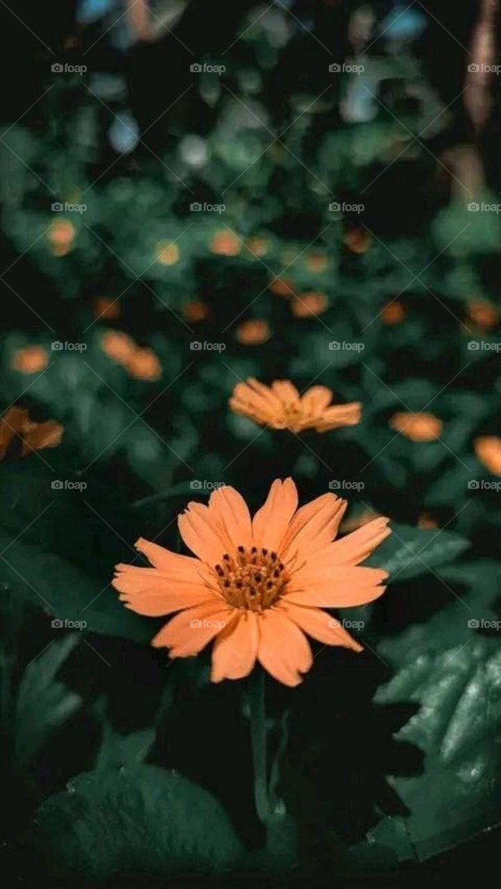 most beautiful and attractive flowers in the garden.