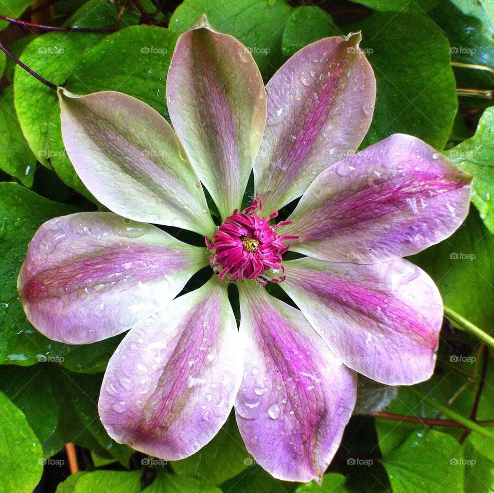 Clematis flower